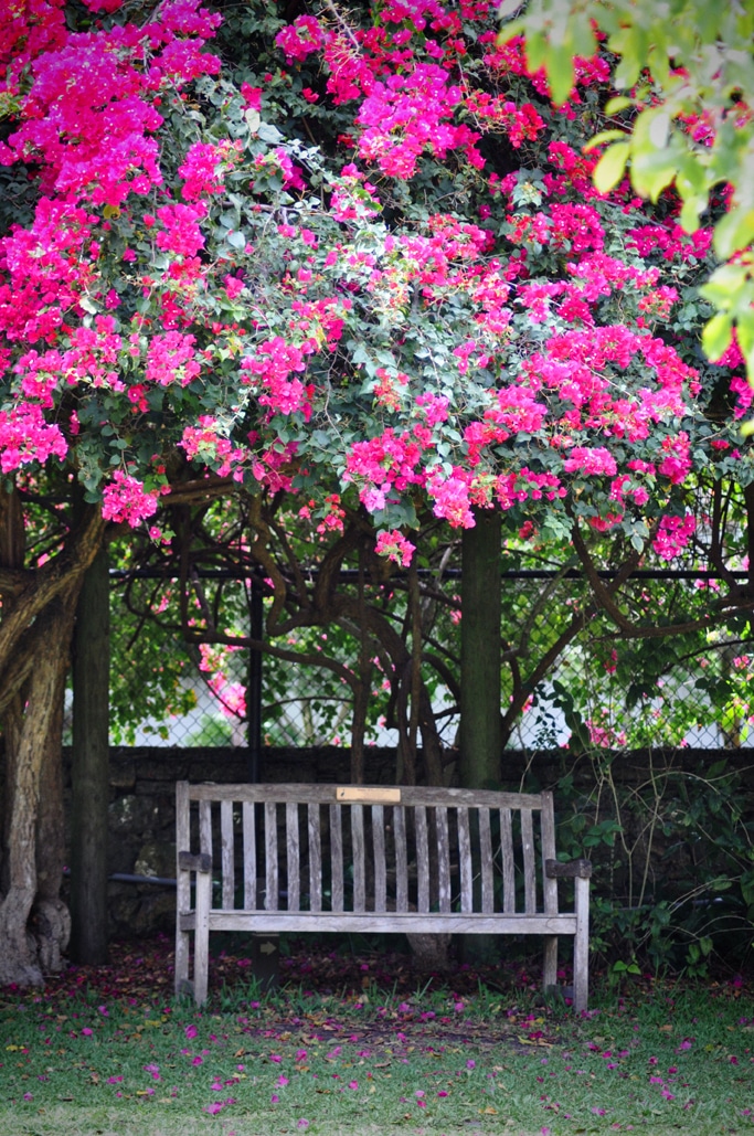 Easter Colors Fairchild Tropical Botanic Garden