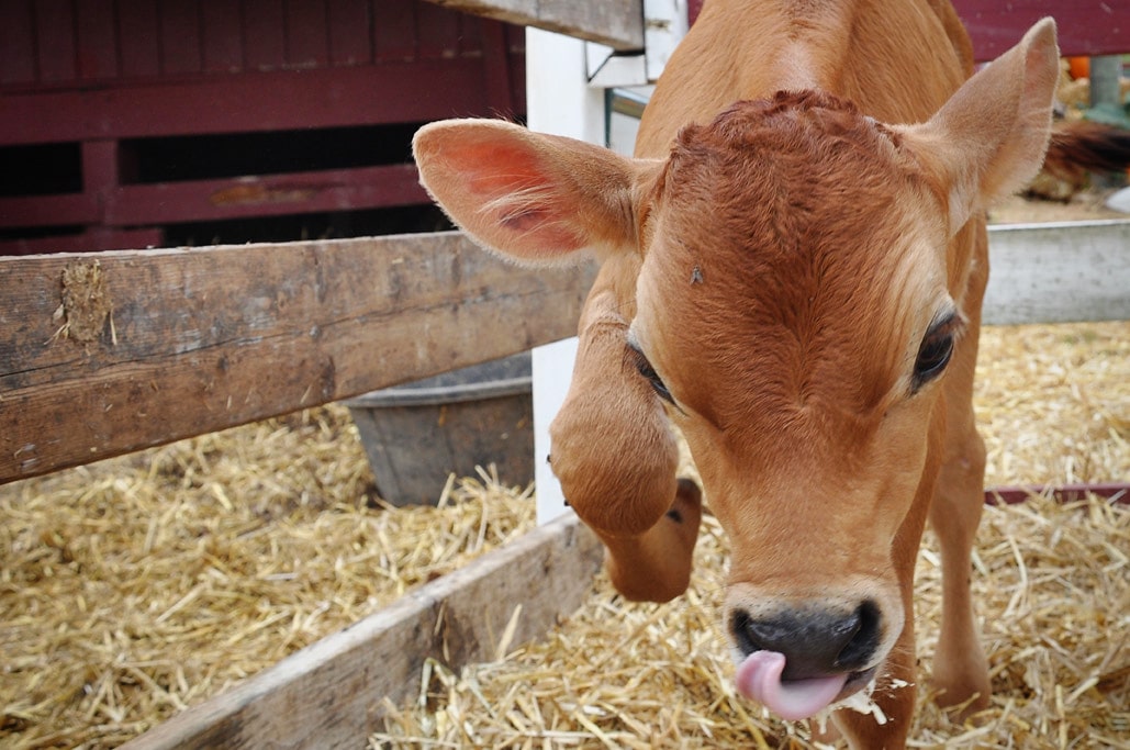 Cox Farm Fall Festival Hours