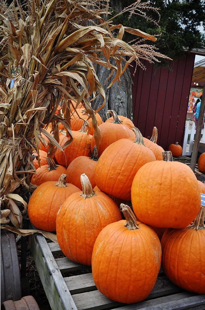 Fall Festival at Cox Farms 