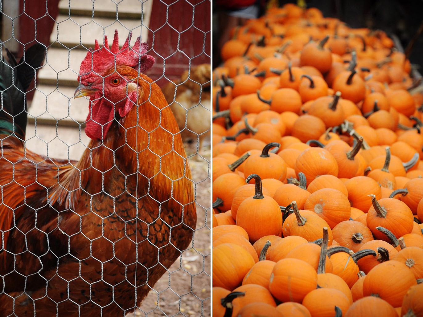 Fall Festival at Cox Farms 