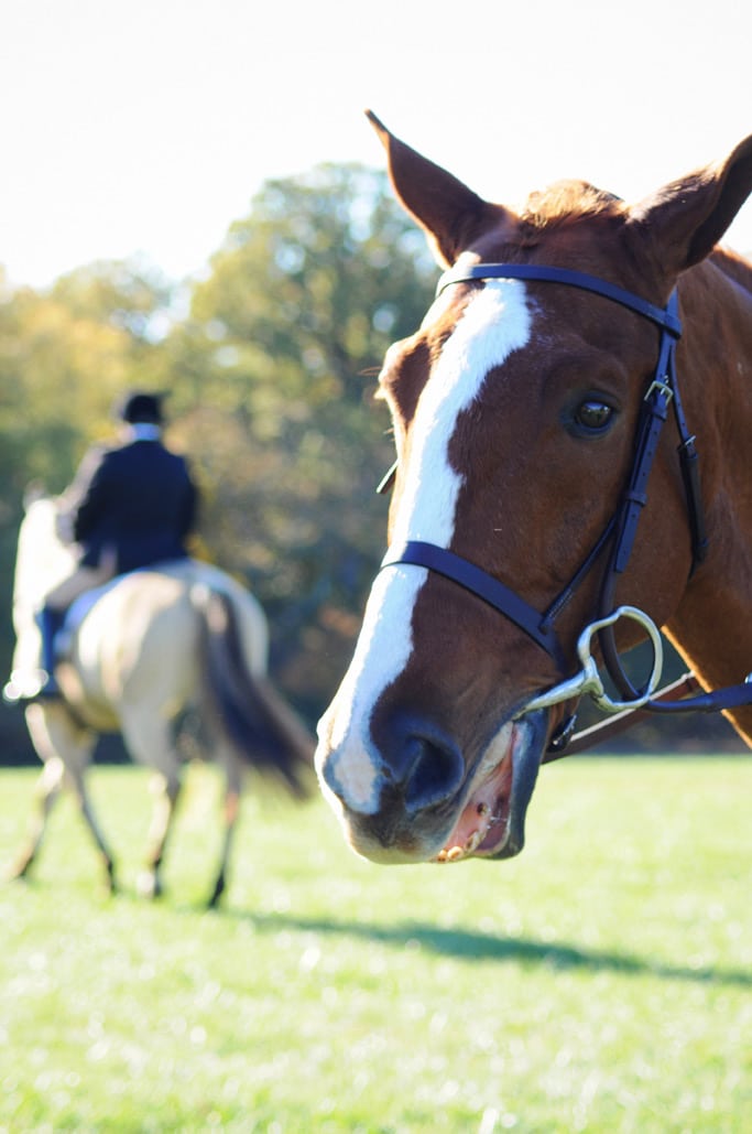 Horse & Hound Show in Mount Vernon