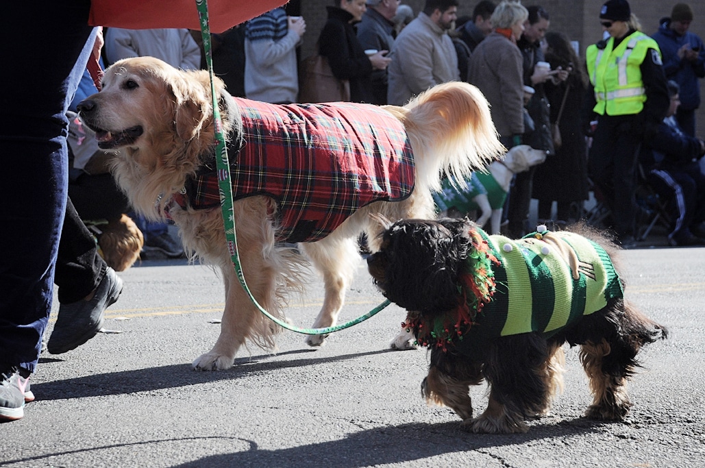 Scottish Christmas Walk in Old Town Alexandria