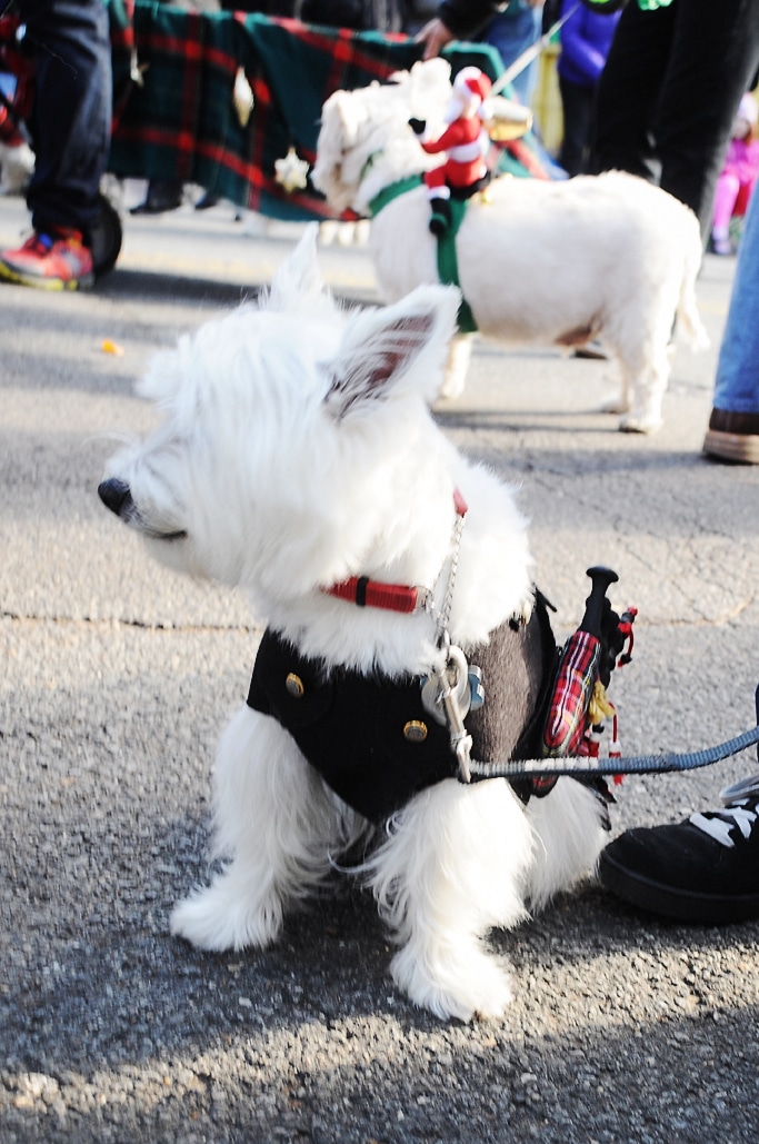 Scottish Christmas Walk in Old Town Alexandria