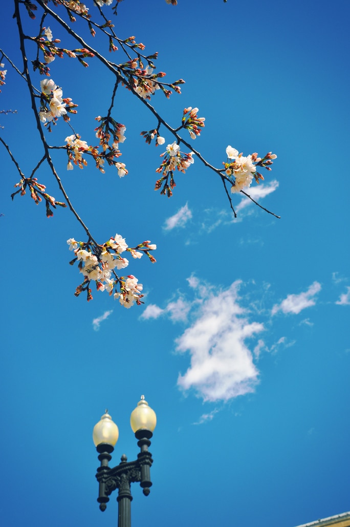 Cherry Blossoms Season in Washington, DC