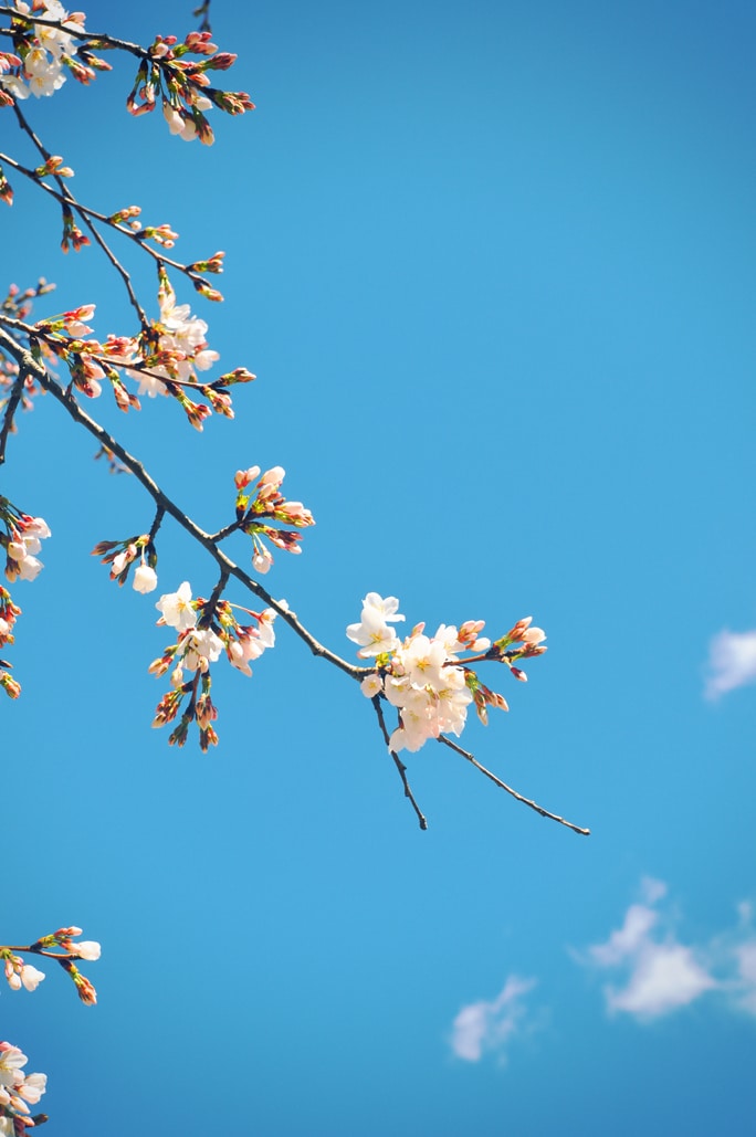 Cherry Blossoms Season in Washington, DC