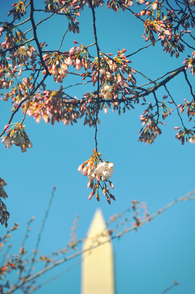 Cherry Blossoms Season in Washington, DC