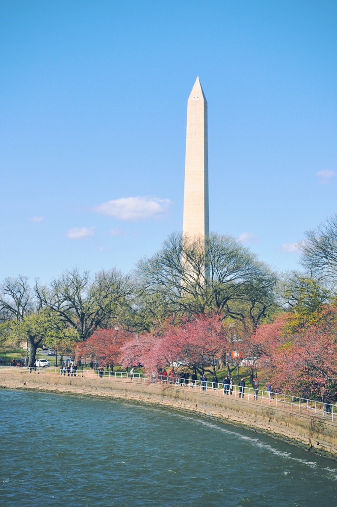 Cherry Blossoms Season in Washington, DC