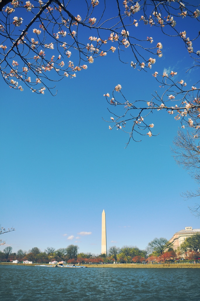 Cherry Blossoms Season in Washington, DC