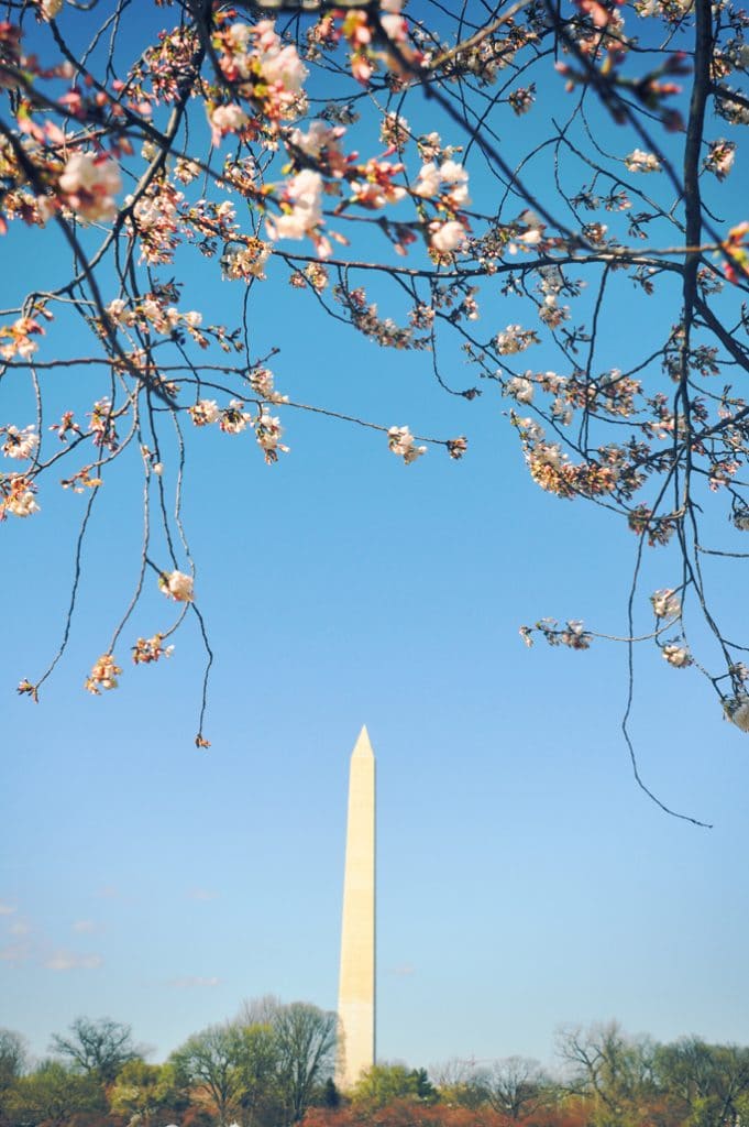 Cherry Blossoms Season in Washington, DC | Lizzy Loves Food