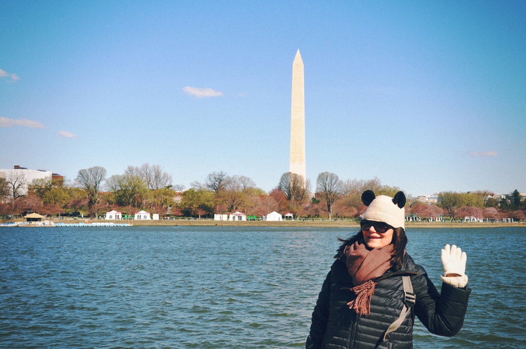 Cherry Blossoms Season in Washington, DC