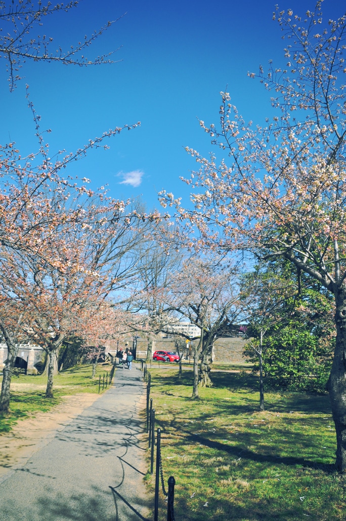 Cherry Blossoms Season in Washington, DC