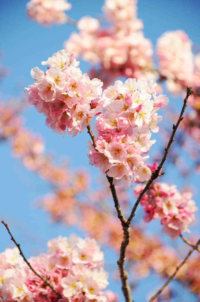 Cherry Blossom Washington DC
