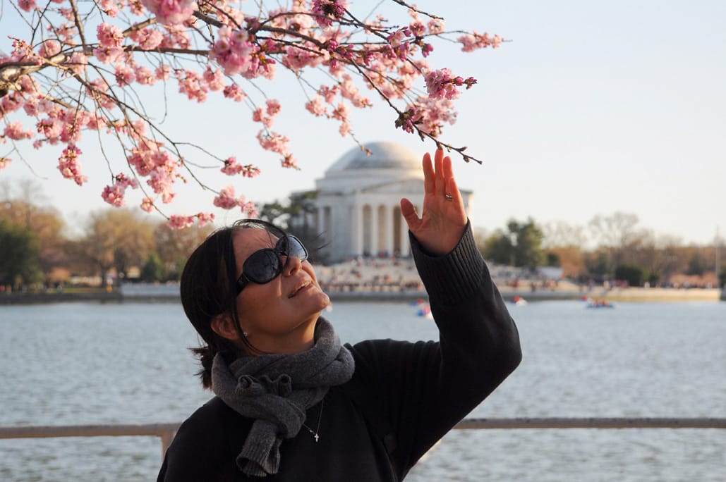 Cherry Blossom Washington DC