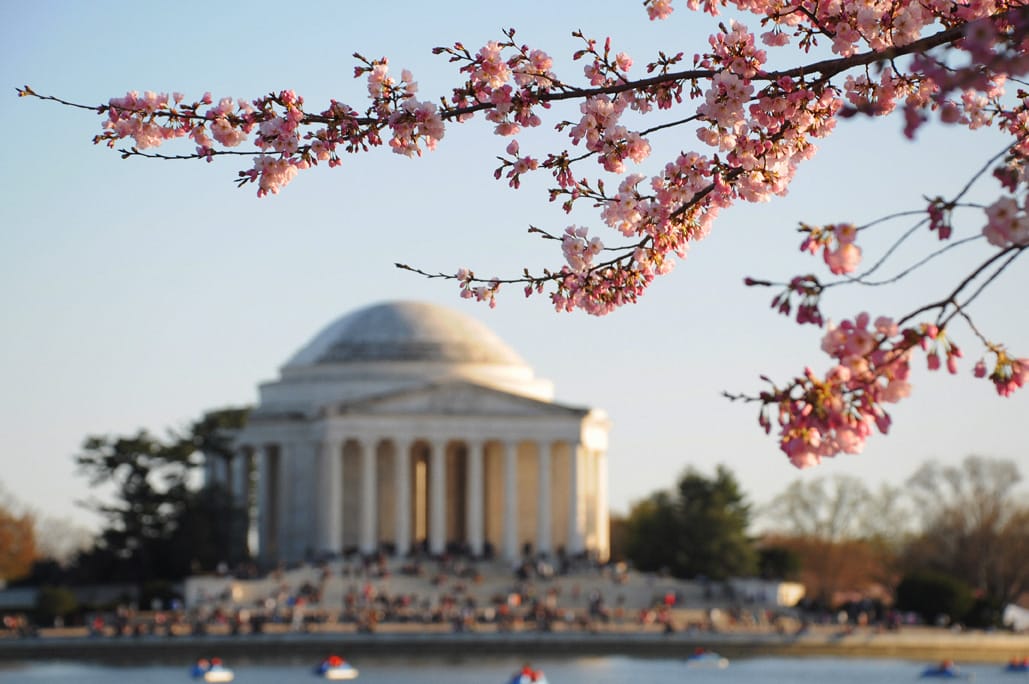 Cherry Blossom Washington DC