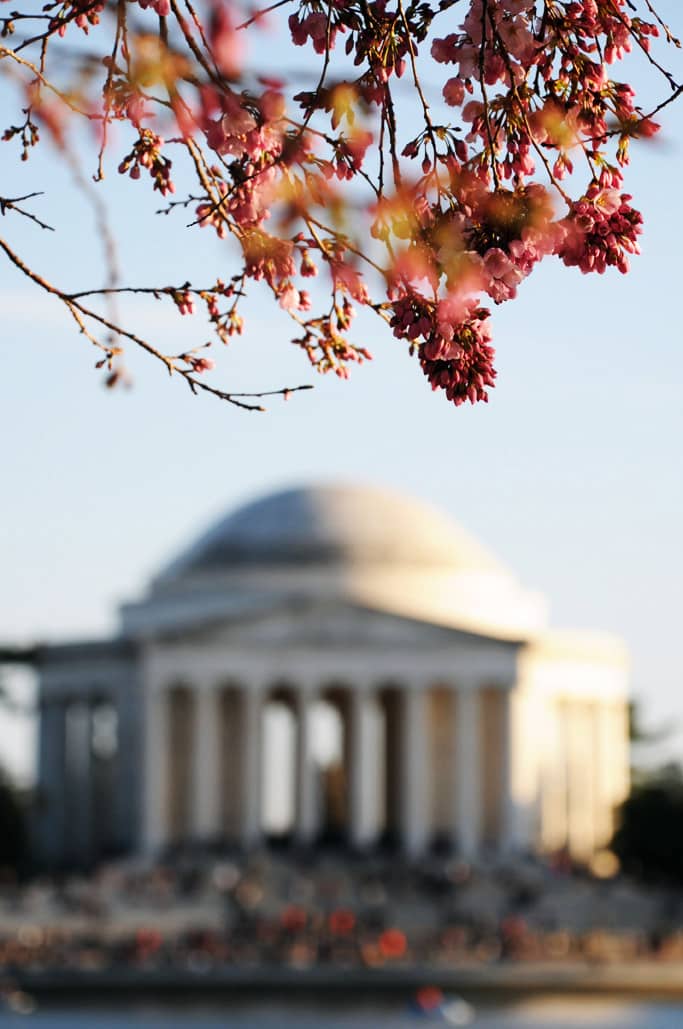 Cherry Blossom Washington DC