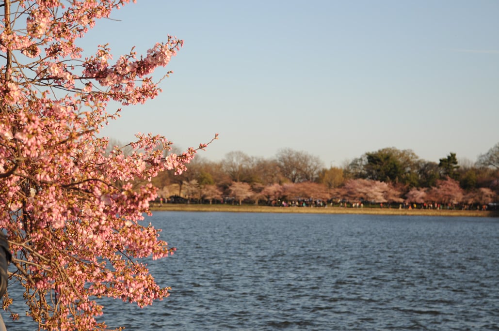 Cherry Blossom Washington DC