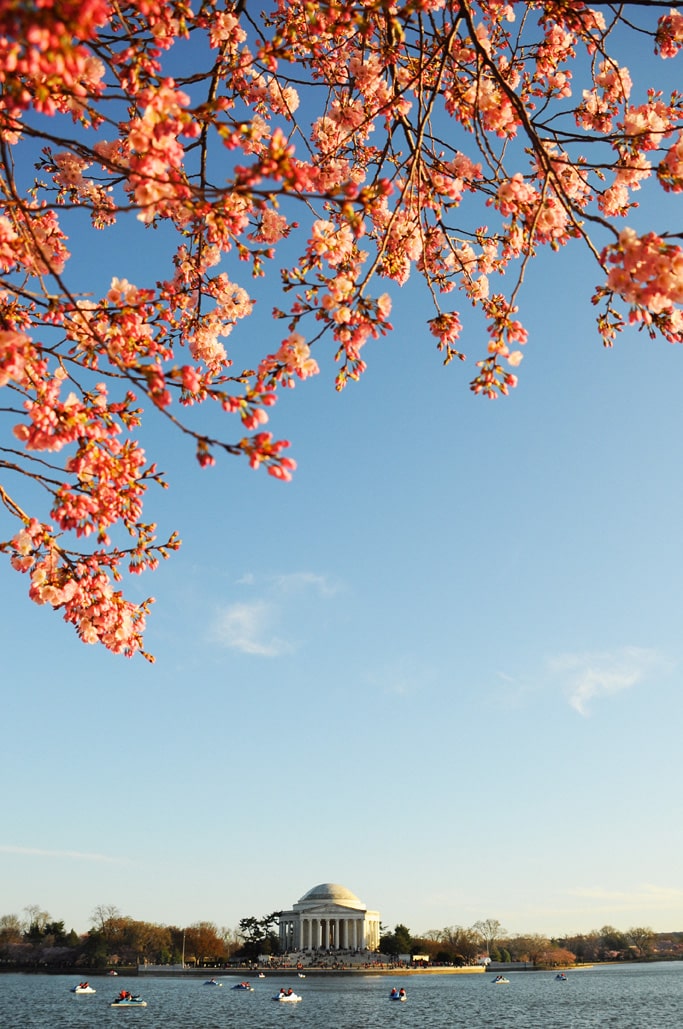 Cherry Blossom Washington DC