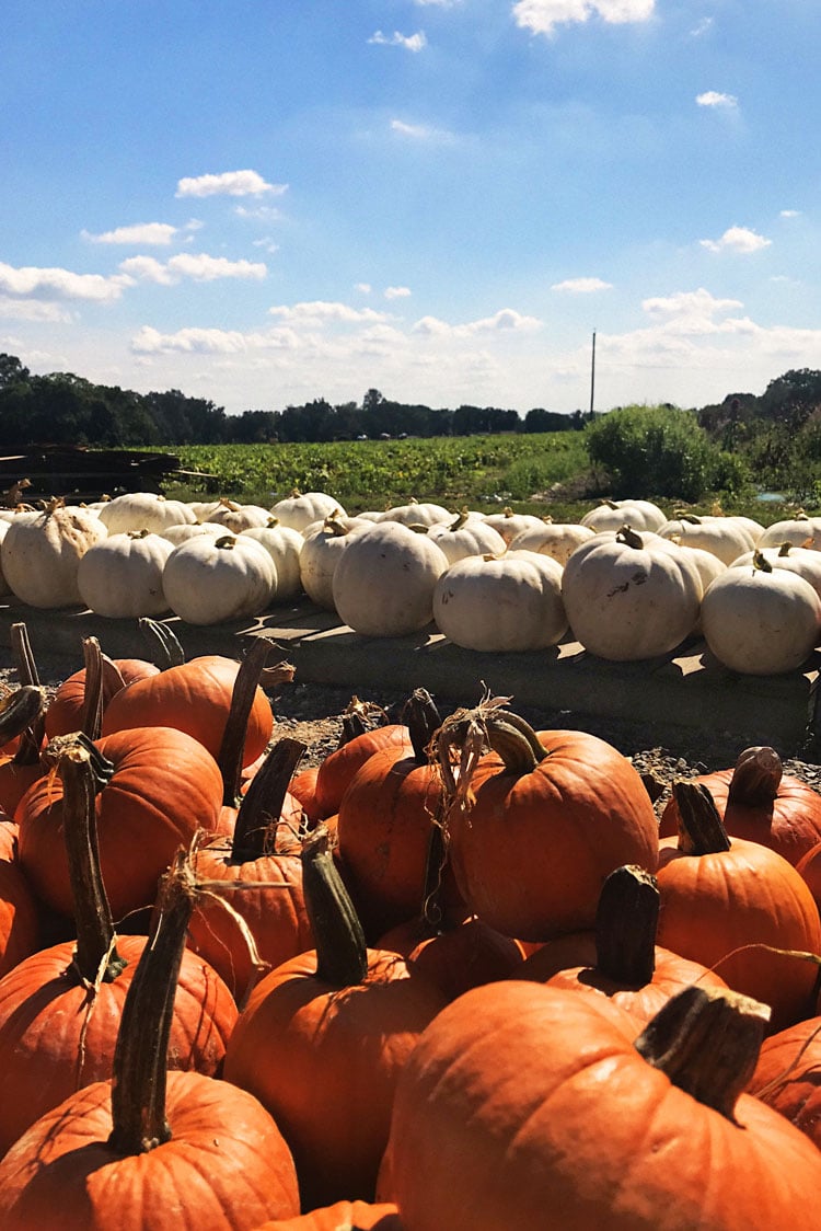 Fall Vegetables at the Farmers Market