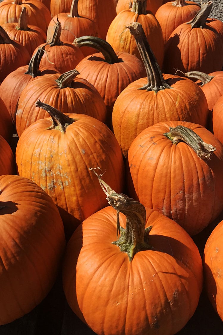 Fall Vegetables at the Farmers Market