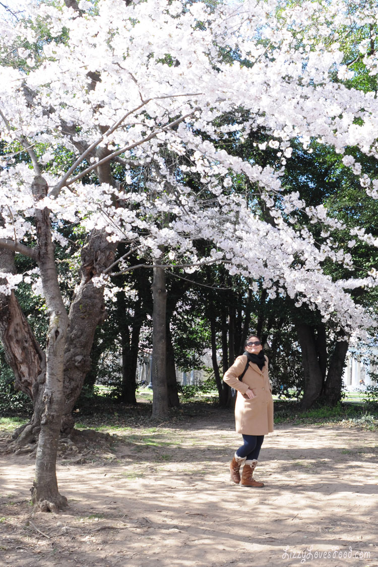 Cherry Blossoms Washington DC