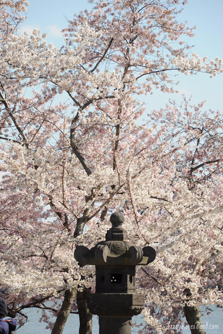 Cherry Blossoms Washington DC