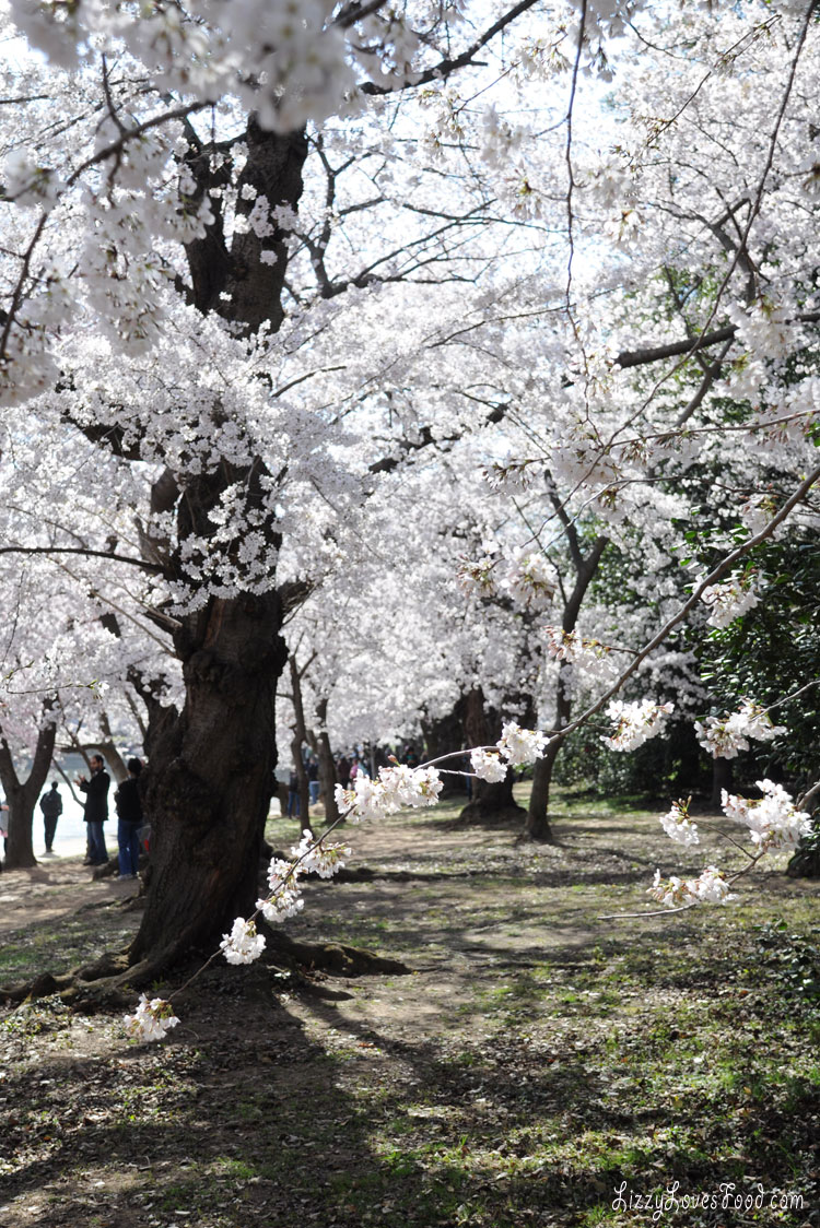 Cherry Blossoms Washington DC