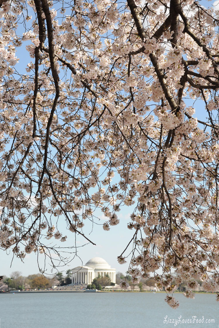 Cherry Blossoms Washington DC