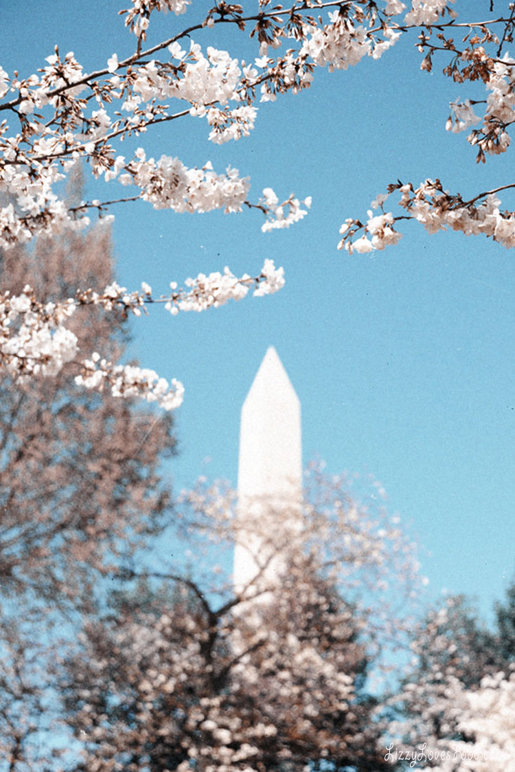 Cherry Blossoms Washington DC