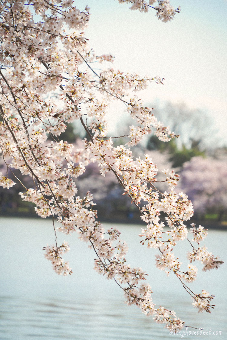 Cherry Blossoms Washington DC