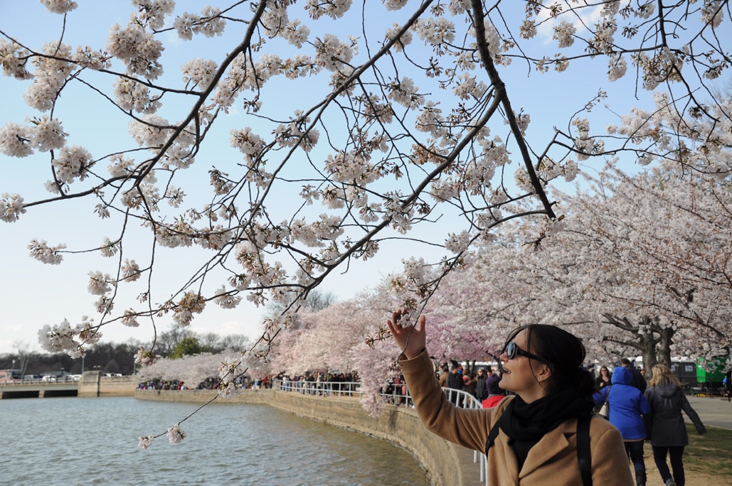 Cherry Blossoms Washington DC