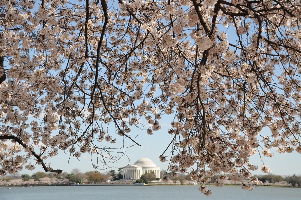 Cherry Blossoms Washington DC