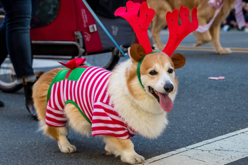 dog with Christmas outfit